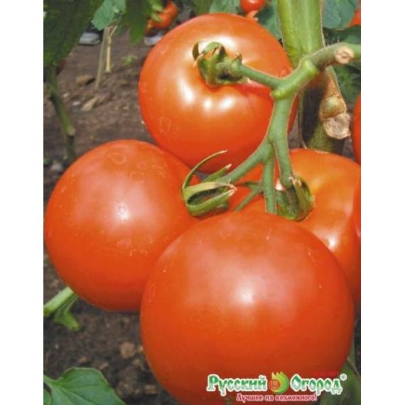 Семена РУССКИЙ ОГОРОД Томат Яблоки на снегу 0,1г