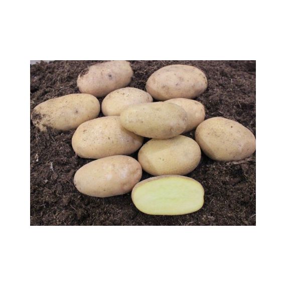 Картофель семенной АРИЭЛЬ 2 кг