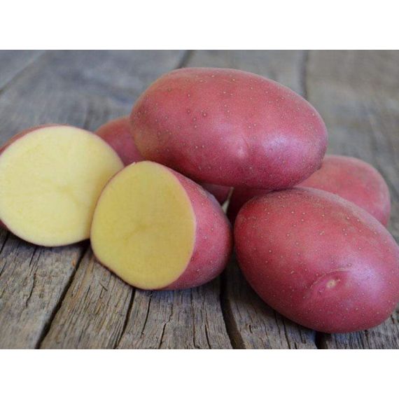 Картофель семенной РЕД СКАРЛЕТ 2 кг РОССИЯ