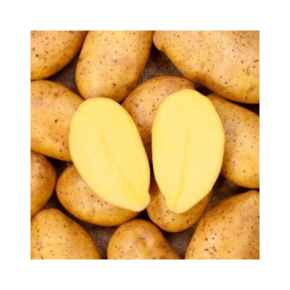 Картофель семенной САДОН 2 кг