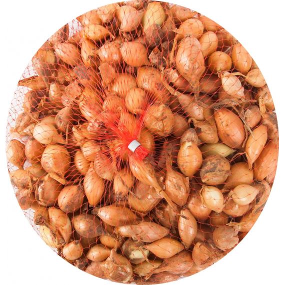 Лук-севок Стурон 14-21мм 0,5кг Голландия