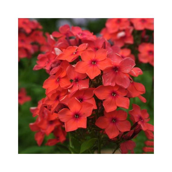 Многолетник Флокс Орандж 1шт.