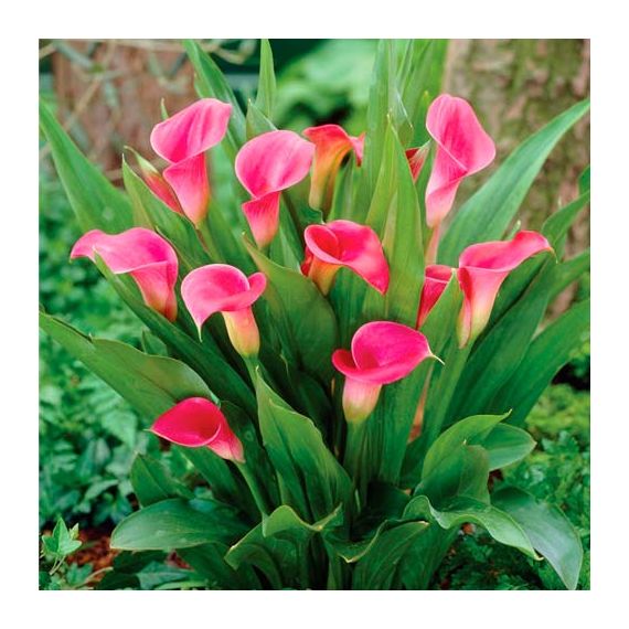 Многолетник КАЛЛА Пинк 1шт