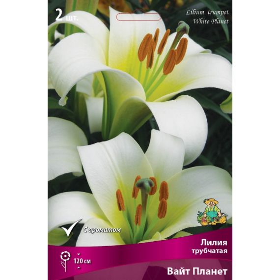 Многолетник ЛИЛИЯ Трубчатая Вайт Планет 2шт