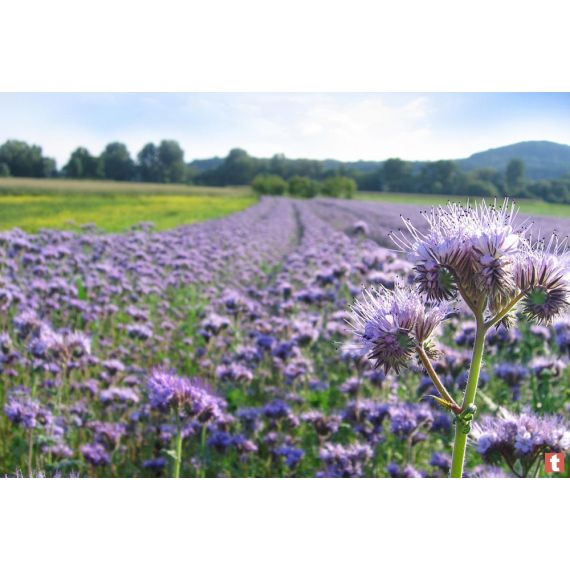 Фацелия 0,3 кг сидерат