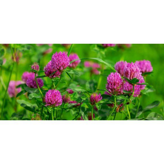 Клевер красный луговой  0,5кг