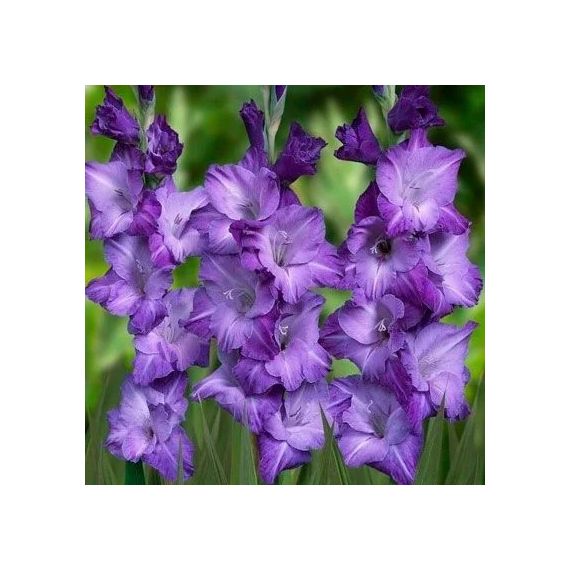 Многолетник Гладиолус Куки 5шт