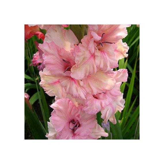 Многолетник Гладиолус Майндсет 5шт