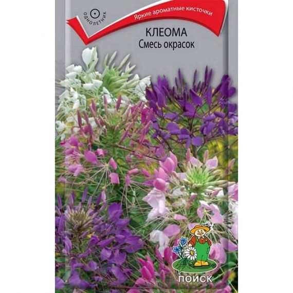 Семена Поиск Клеома Смесь окрасок 1г