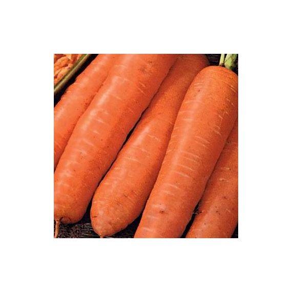 Семена АСТ Морковь НИИОХ 336 2г