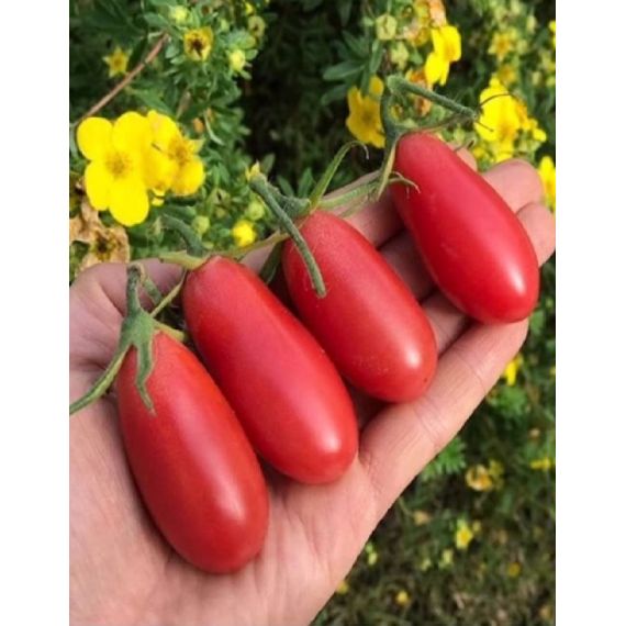 Семена АСТ Томат Ракета 0,05г