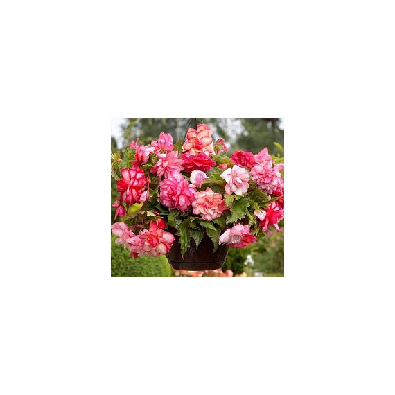 Многолетник Бегония Каскад Флоренс 1шт