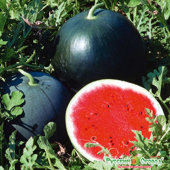 Семена РУССКИЙ ОГОРОД Арбуз Огонек 1г  304402