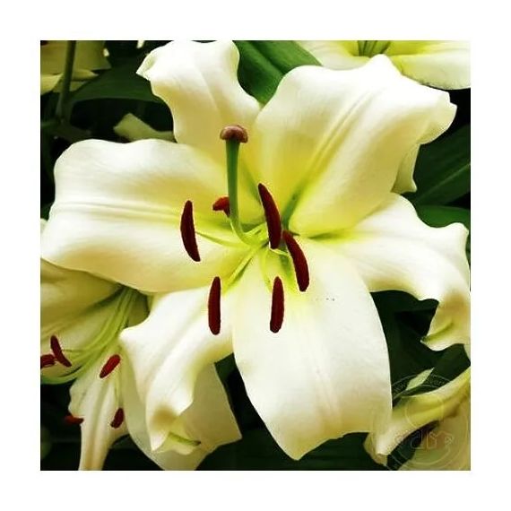 Многолетник Лилия ОТ-гибрид Притти Вуман 2шт