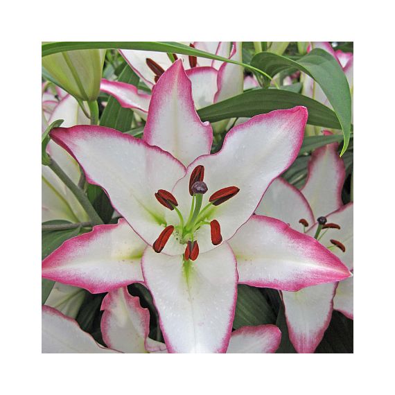 Многолетник Лилия восточная Зе Эдж 2шт