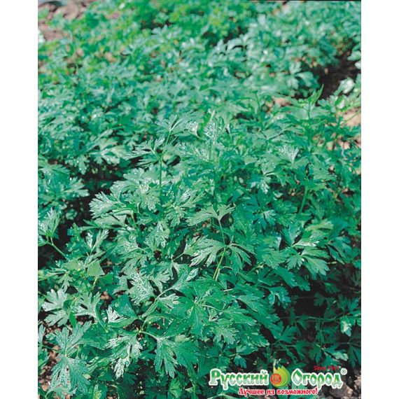 Семена РУССКИЙ ОГОРОД Петрушка листовая Обыкновенная 4г  417002