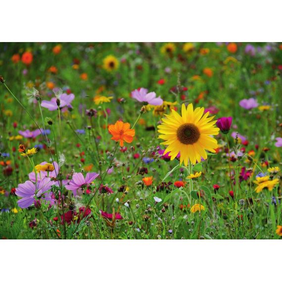 Газон смесь-Цветочная 4кг