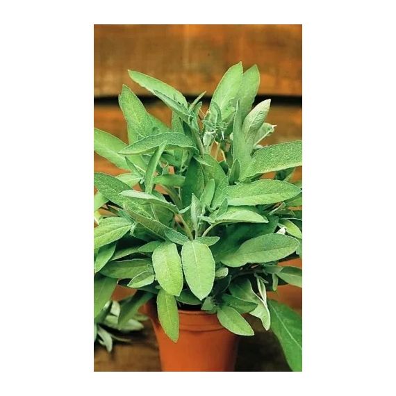 Семена АСТ Шалфей лекарственный Добрыня 0,3г