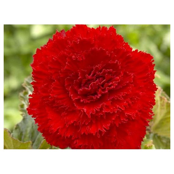 Многолетник Бегония Фимбриата Рэд 2шт/уп