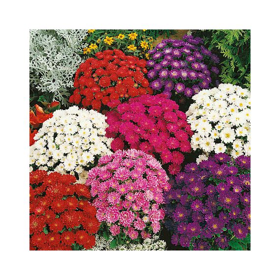 Семена АСТ Астра Пиноккио 0,2г смесь, изображение 2