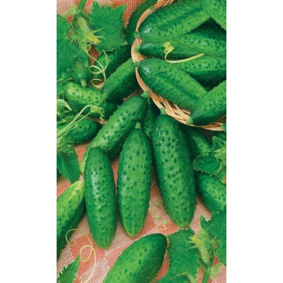 Семена АСТ Огурец Муравей F1 10шт